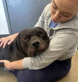 Maharaja -  Pit Bull Terrier Dog for Adoption in Cleveland, Ohio - Maharaja | PetCurious
