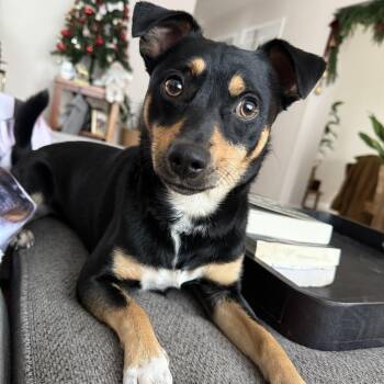 Manchester Terrier and Mixed Breed Dogs Available for Adoption - Rascal | PetCurious