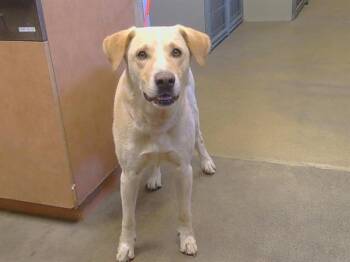 CHEESE -  Labrador Retriever and Mixed Breed Dog for Adoption in Sacramento, California - CHEESE | PetCurious