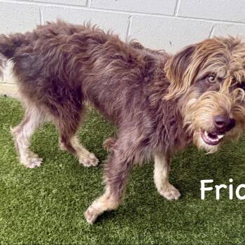 Frick 6587 -  Schnauzer and Poodle Dog for Adoption in Loxahatchee Groves, Florida - Frick 6587 | PetCurious