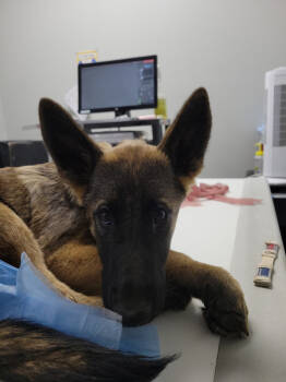 Rescue Belgian Shepherd Malinois Dogs for Adoption in Imlay City, Michigan - Freya - Located In UT | PetCurious