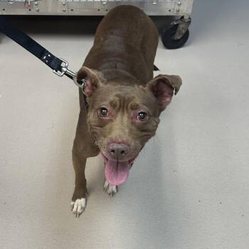 Mixed Breed Dogs Available for Adoption in Vineland, New Jersey - Zena | PetCurious