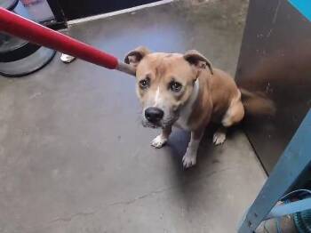 TORCH -  Pit Bull Terrier and Mixed Breed Dog Available for Adoption in Tulsa, Oklahoma - TORCH | PetCurious