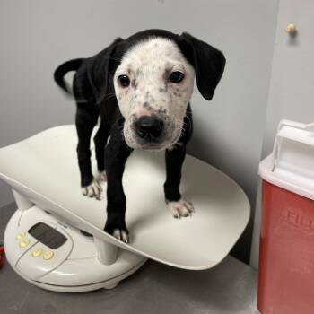 Mixed Breed Dogs Available for Adoption - Bloopy | PetCurious