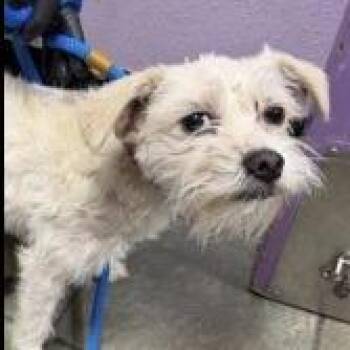 Cairn Terrier and Wirehaired Terrier Dogs Available for Adoption in Thompson Falls, Montana - Buttercup | PetCurious