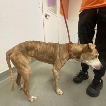 Lucky -  Pit Bull Terrier Dog for Adoption in Westminster, California - Lucky | PetCurious