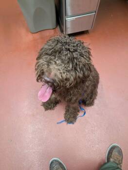 Muppet -  Poodle Dog for Adoption in Douglasville, Georgia - Muppet | PetCurious