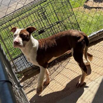 Pit Bull Terrier Dogs Available for Adoption in Birmingham, Alabama - Jacoby | PetCurious