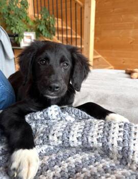 Timmy -  English Springer Spaniel and Border Collie Dog for Adoption in Bancroft, Ontario - Timmy | PetCurious
