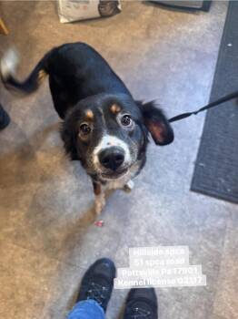 Australian Shepherd Dogs Available for Adoption - Cricket | PetCurious