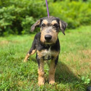 CT Lippy -  Terrier and Mixed Breed Dog for Adoption in Stormville, New York - CT Lippy | PetCurious