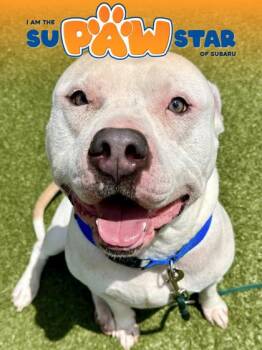 Pit Bull Terrier and Mixed Breed Dogs Available for Adoption in Wichita, Kansas - Royce | PetCurious