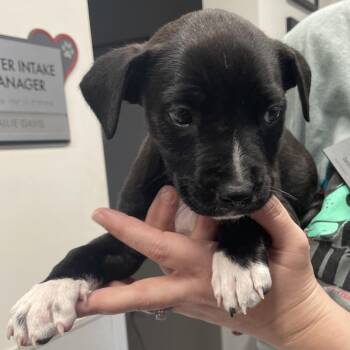 Terrier Dogs Available for Adoption - Pisces | PetCurious