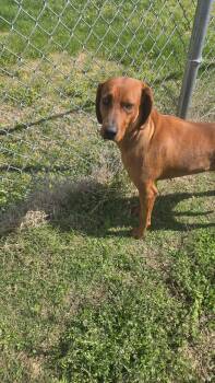 Redbone Coonhound Dogs Available for Adoption - Stella | PetCurious