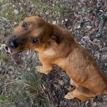 Rescue German Shepherd Dog and Chow Chow Dogs for Adoption in Loxahatchee Groves, Florida - Mama Aspen 9571 | PetCurious