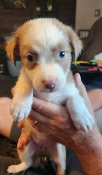 Francie (#347) -  Australian Shepherd and Mixed Breed Dog for Adoption in Twin Lakes, Wisconsin - Francie (#347) | PetCurious
