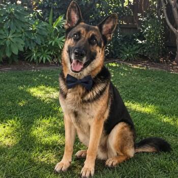KALEL GS -  German Shepherd Dog Dog for Adoption in Lucas, Texas - KALEL GS | PetCurious