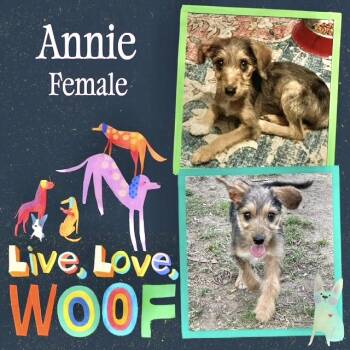 Terrier Dogs Available for Adoption in Manchester, Connecticut - Annie | PetCurious