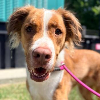 Clark -  Spaniel and Mixed Breed Dog for Adoption in Concord, North Carolina - Clark | PetCurious