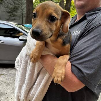 July -  Beagle Dog for Adoption in Wilkesboro, North Carolina - July | PetCurious