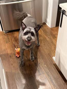 Harper -  Schnauzer and Mixed Breed Dog for Adoption in Chattanooga, Tennessee - Harper | PetCurious