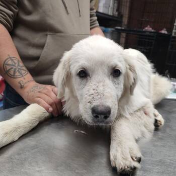 P46816 -  Great Pyrenees Dog for Adoption in Corsicana, Texas - P46816 | PetCurious