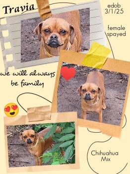 Pug and Chihuahua Dogs Available for Adoption - Travia MV14284-T LOCAL Adoption Event In Marysville 4/24 | PetCurious