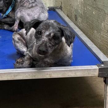 Fredrich -  Miniature Schnauzer Dog for Adoption in Eureka Springs, Arkansas - Fredrich | PetCurious