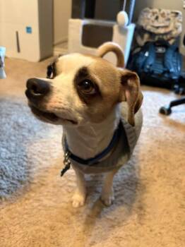 chico -  Chihuahua and Shih Tzu Dog for Adoption in Garland, Texas - Chico | PetCurious