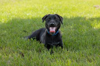Zero -  Labrador Retriever and German Shepherd Dog Dog for Adoption in Houston, Texas - Zero | PetCurious