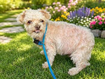 Eugene -  Bichon Frise Dog for Adoption in Pine Grove, Pennsylvania - Eugene | PetCurious