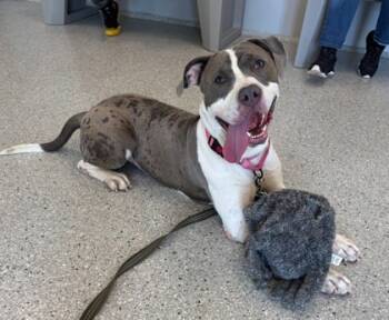 Rescue Pit Bull Terrier and Mixed Breed Dogs for Adoption in Twinsburg, Ohio - Disco | PetCurious
