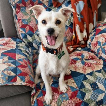 Jack Daniels -  Parson Russell Terrier and Jack Russell Terrier Dog for Adoption in Fairfield, Connecticut - Jack Daniels | PetCurious