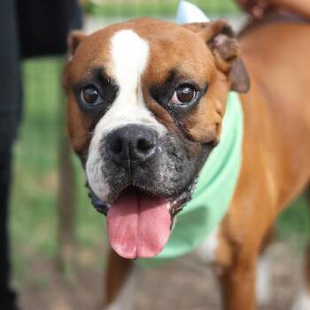 FRANNIE -  Boxer Dog for Adoption in San Antonio, Texas - FRANNIE | PetCurious