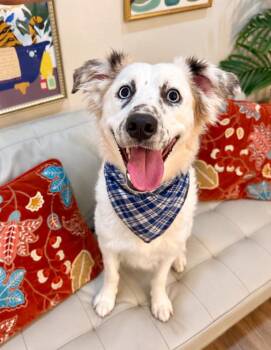 Goose Freckled Face Cutie -  Australian Shepherd and Border Collie Dog for Adoption in Friendswood, Texas - Goose Freckled Face Cutie | PetCurious