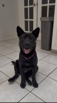 Shenzi -  Chow Chow Dog for Adoption in Sunnyvale, California - Shenzi | PetCurious