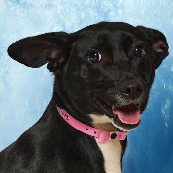 Cintin  "CeCe" -  Mixed Breed Dog for Adoption in Bartlett, Tennessee - Cintin  "CeCe" | PetCurious