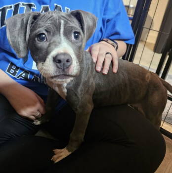 Rescue Pit Bull Terrier Dogs for Adoption in Oxford, Michigan - Eloise | PetCurious