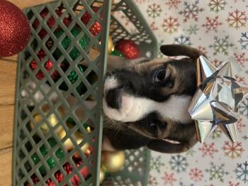 Rescue American Staffordshire Terrier Dogs for Adoption in Austintown, Ohio - Jack | PetCurious