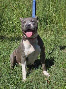 Rescue Mixed Breed Dogs for Adoption in Milton, Delaware - Callie M | PetCurious