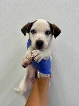 Siberian Husky Dogs Available for Adoption in Victorville, California - Kacey | PetCurious