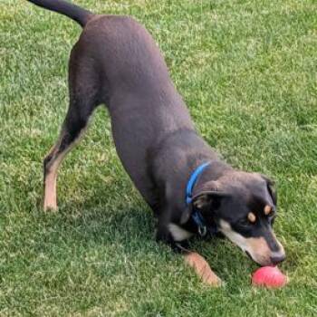 Rottweiler Dogs Available for Adoption in South Elgin, Illinois - Quartz | PetCurious