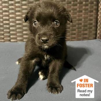 Galia -  Shepherd and Labrador Retriever Dog for Adoption in Kanab, Utah - Galia | PetCurious