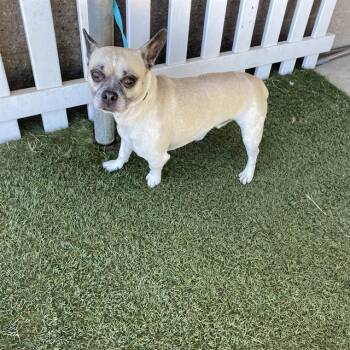 OOSHI -  French Bulldog and Chihuahua Dog for Adoption in Modesto, California - OOSHI | PetCurious