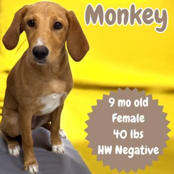 Monkey -  Hound Dog for Adoption in Sorrento, Louisiana - Monkey | PetCurious