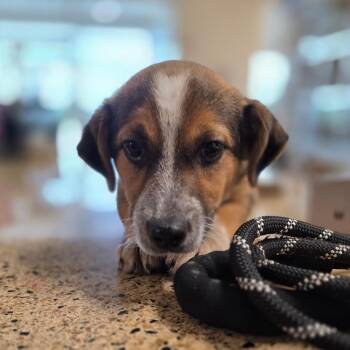 Hound and Mixed Breed Dogs Available for Adoption in Chatham, Virginia - Rosa | PetCurious