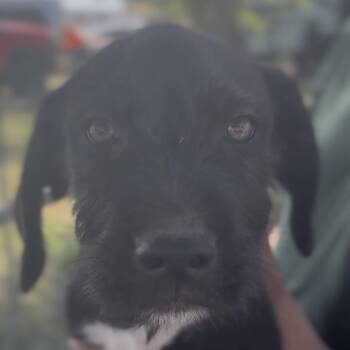 Benji -  Golden Retriever and Pit Bull Terrier Dog for Adoption in Midland, Texas - Benji | PetCurious
