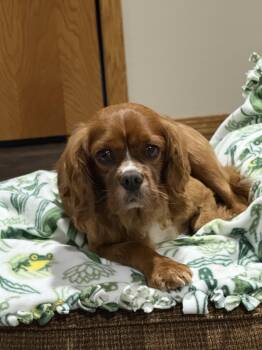 Forrest -  Cavalier King Charles Spaniel Dog for Adoption in Brandon, South Dakota - Forrest | PetCurious