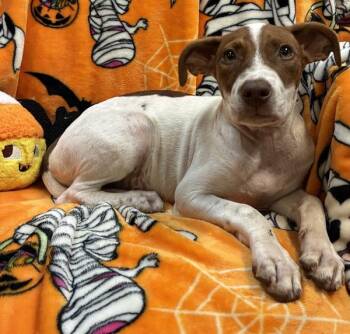 Michelle -  Pit Bull Terrier Dog for Adoption in Mobile, Alabama - Michelle | PetCurious