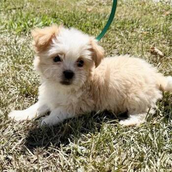 Dolly -  Shih Tzu Dog for Adoption in Hillsborough, North Carolina - Dolly | PetCurious
